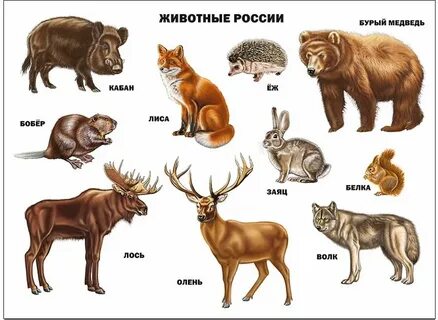 Какие есть животные на т