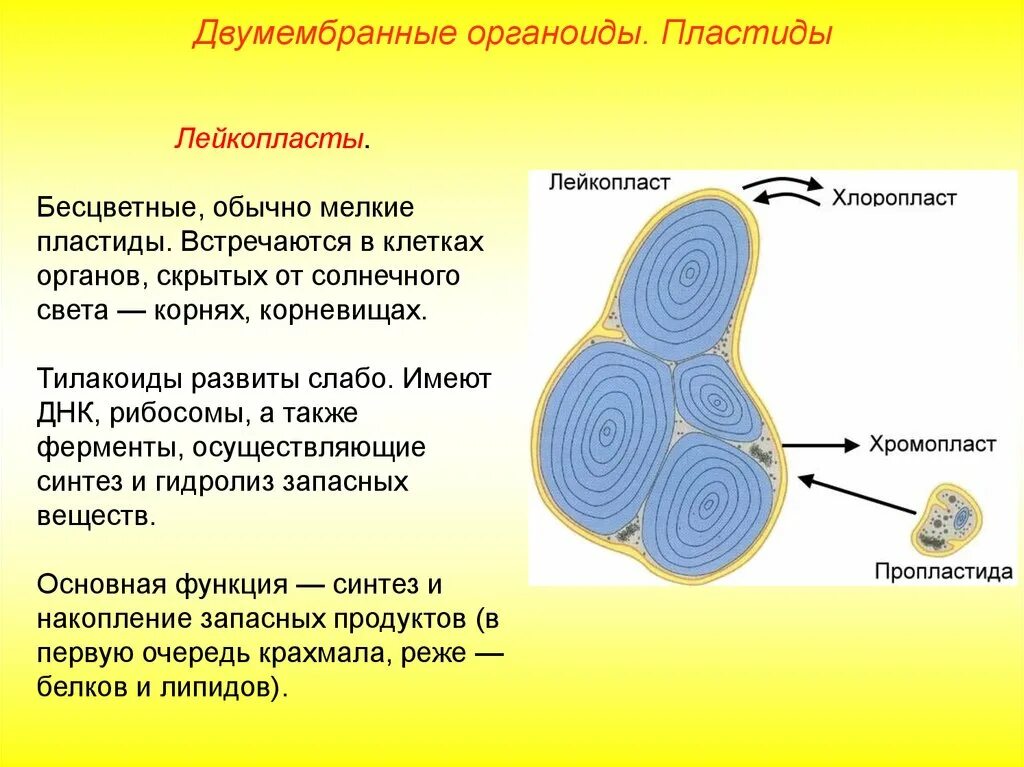 В световой микроскоп хорошо видны органоиды