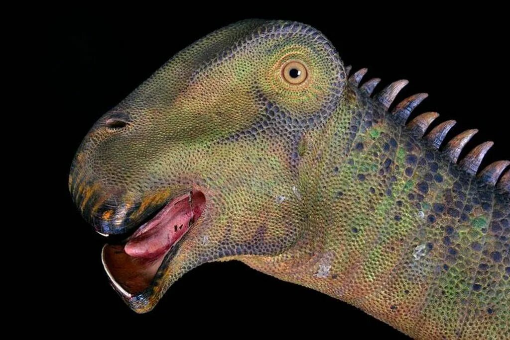 What dinosaur has 500 teeth. Реббахизавр. Нигерзавр динозавры мелового периода. Нигерзавр(nigersaurus). What dinosaur have 500 teeth.