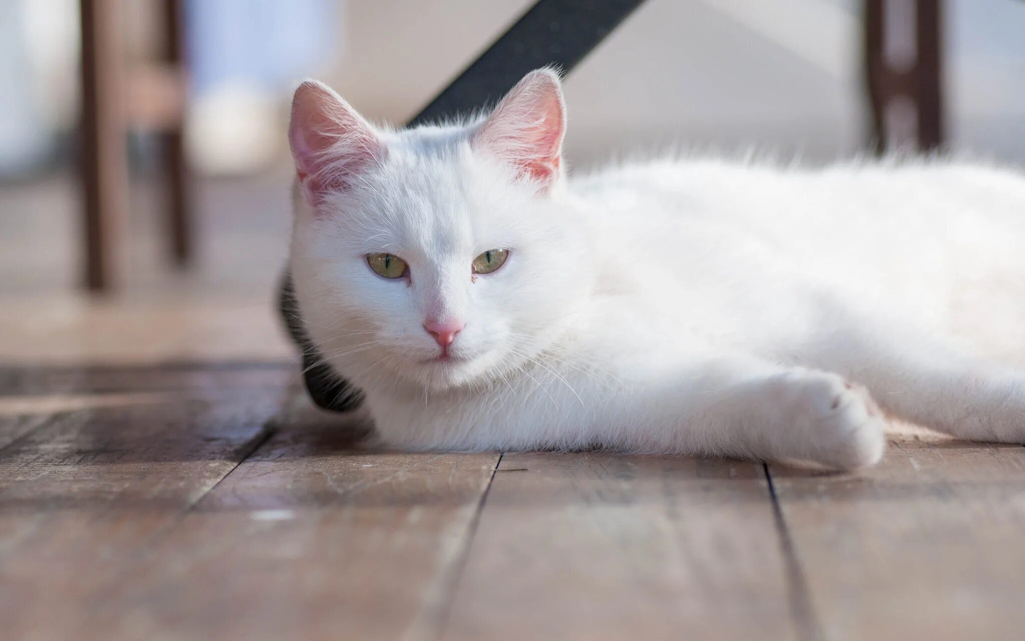 Европейская короткошерстная кошка белая. Анатолийская кошка белая. Анатолийская короткошерстная кошка пушистая. Белый котик. Музыка белая кошка