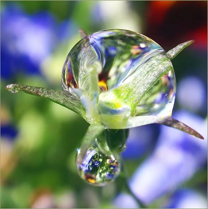 капельки росы на лице. цветы в росе. ромашка капля. роса арт. капельки росы на траве.