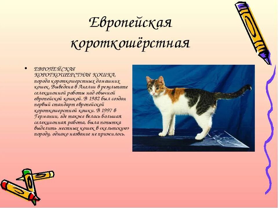 Европейская домашняя кошка описание породы. Кошки породы европейская короткошерстная. Европейская короткошёрстная кошка описание. Европейская короткошёрстная кошка описание породы. Европейская короткошёрстная кошка описание породы и характера.