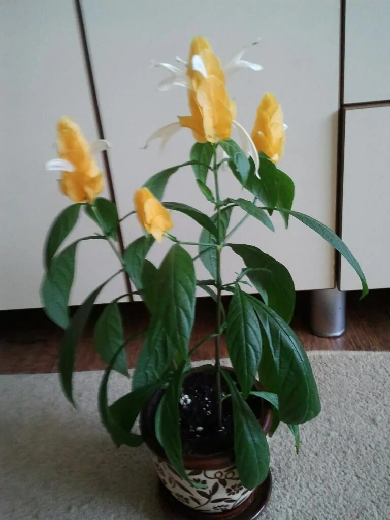 Пахистахис голубой. Тахис пахис цветок. Пахистахис lutea. Пахистахис жёлтый. Свечка цветок комнатный.