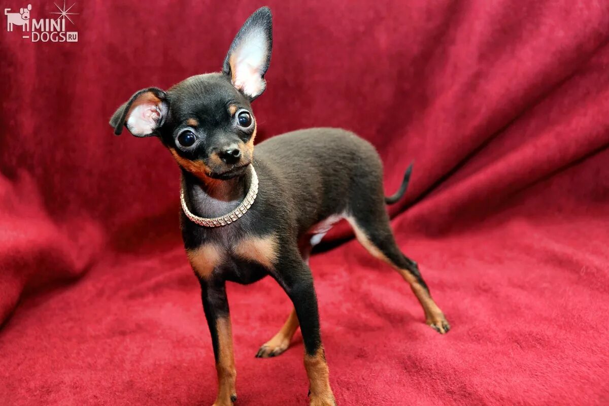 пражский крысарик и чихуахуа. собак маленькая на тонких ножках. собачка на тонких ножках. собак маленькая на тонких ножках. маленькие собачки с длинными ногами.