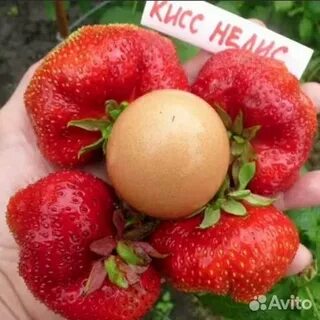 Кисс клубника