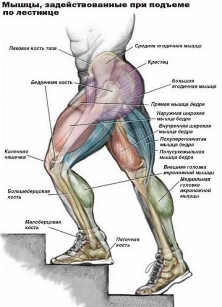 При подъеме на какие. Какие мышцы работают при подъеме на лестницу. Мышцы задействованные при подъеме по лестнице. Мышцы задействованные при подъеме ног. Мышцы ног названия.