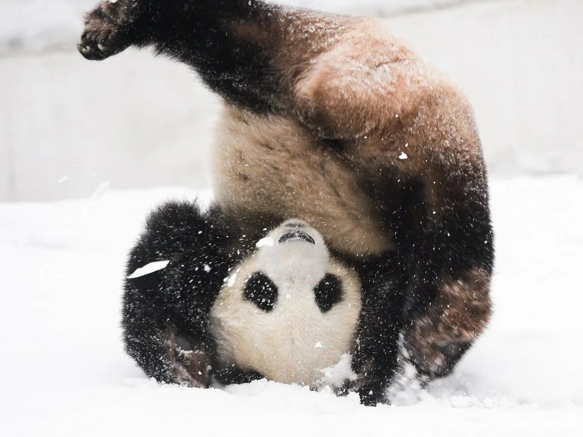 Панда в снегу. Панда кувыркается в снегу. Пандамкувыркается в снегу. Панда валяется в снегу. Скатиться кубарем