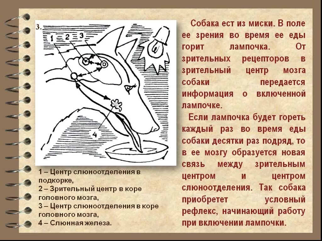 Рецептор собака. Строение носа собаки. Обонятел ный анализатор животных схема. Обоняние человека и собаки. Строение носовой полости собаки.