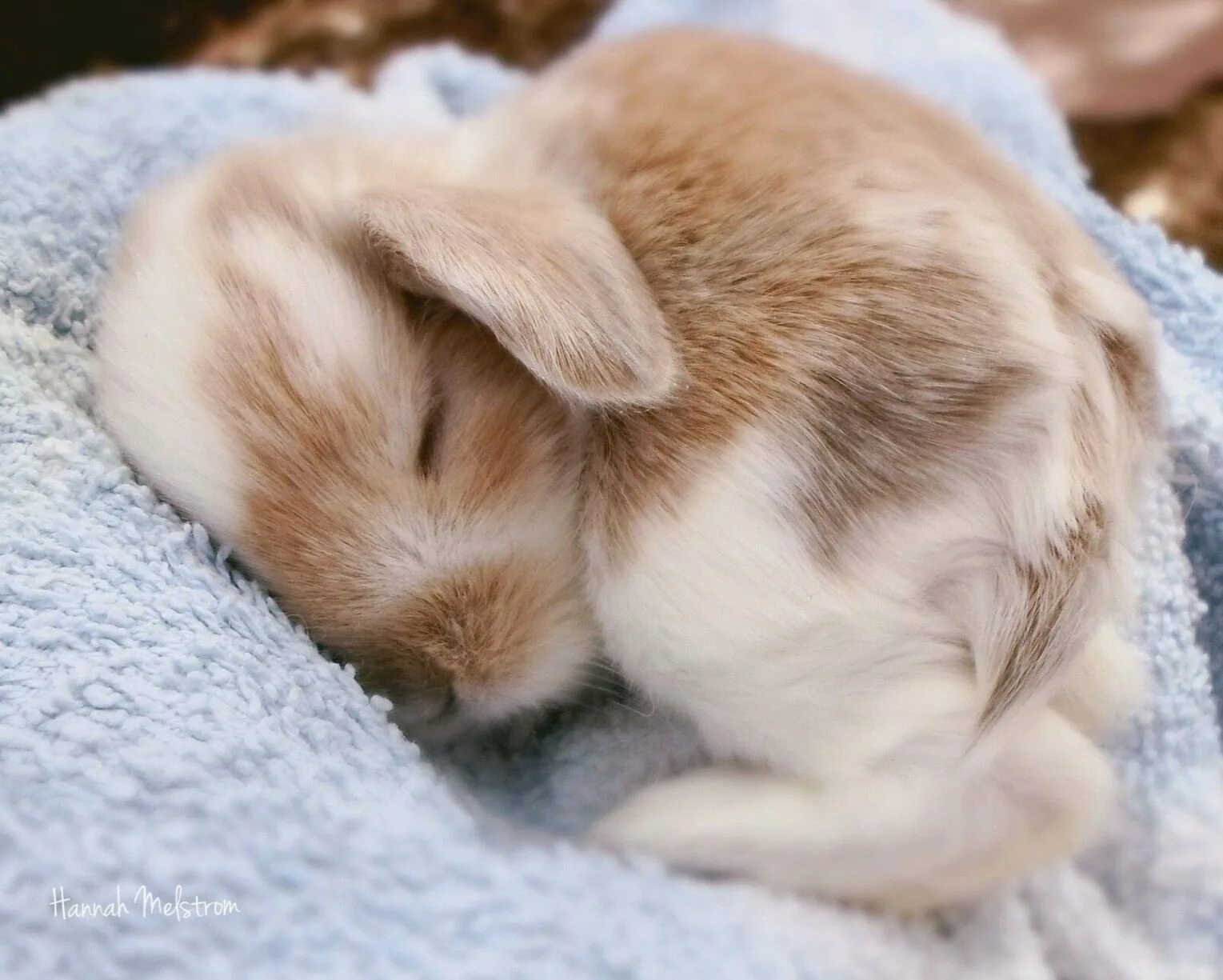 Спящий зайчик. Спящие кролики.