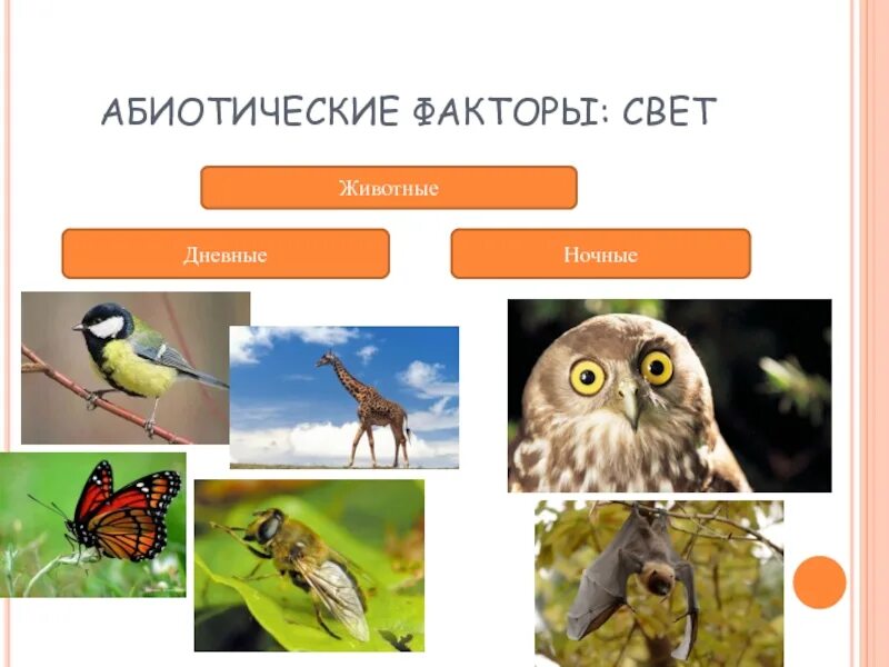 Экологические группы животных по отношению к свету. Абиотические факторы. Ночные животные примеры. Экологические группы животных по отношению к свету. Животные ведущие дневной образ жизни.