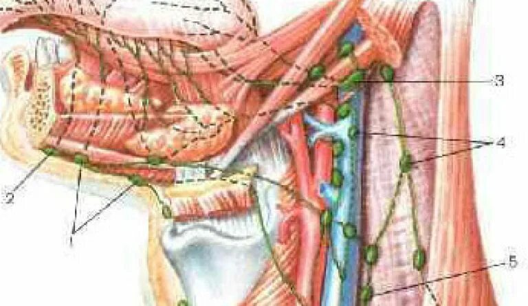 Лимфатический узел челюсть