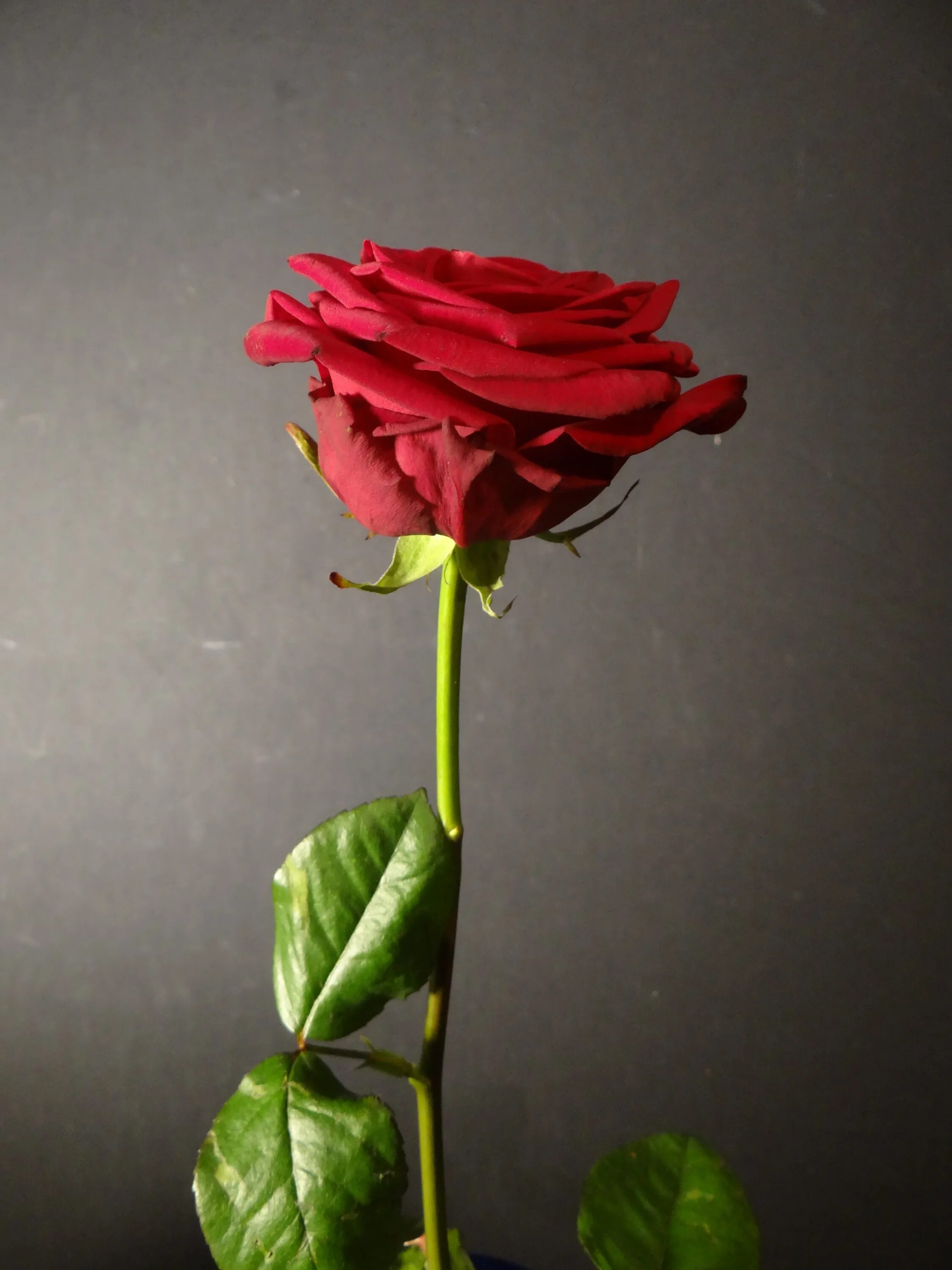 Если рассматривать красные розы через зеленое стекло. Стебель розы. Красные розы с длинным стеблем.