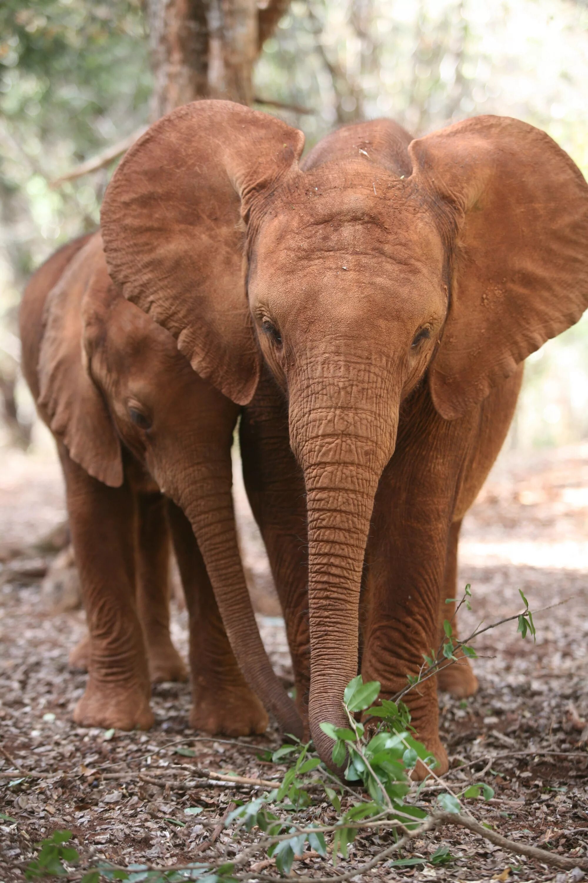 Слоники цвета. Слоны. Слоненок. Детеныши африканских животных. Слоник с цветком.