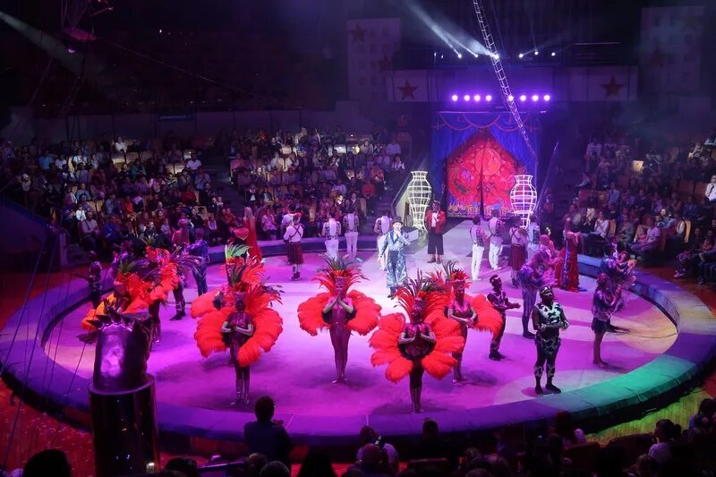 Цирковое представление. Цирковые животные. Цирк ringling brothers 19 век. Представление цирка wow. Птицы в цирке.