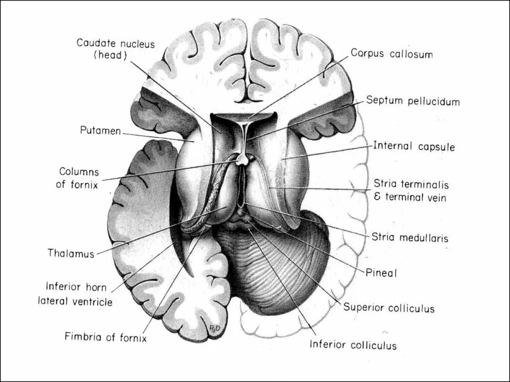 Хвостатое ядро мозга. Таламус и хвостатое ядро. Хвостатое ядро анатомия. Чечевицеобразное ядро анатомия. Скорлупа базальные ядра.