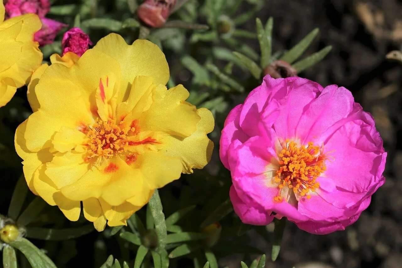 Портулак крупноцветковый - portulaca grandiflora. Портулак грандифлора. Портулак грандифлора. Портулак грандифлора. Портулак хэппи ауэр оранж.