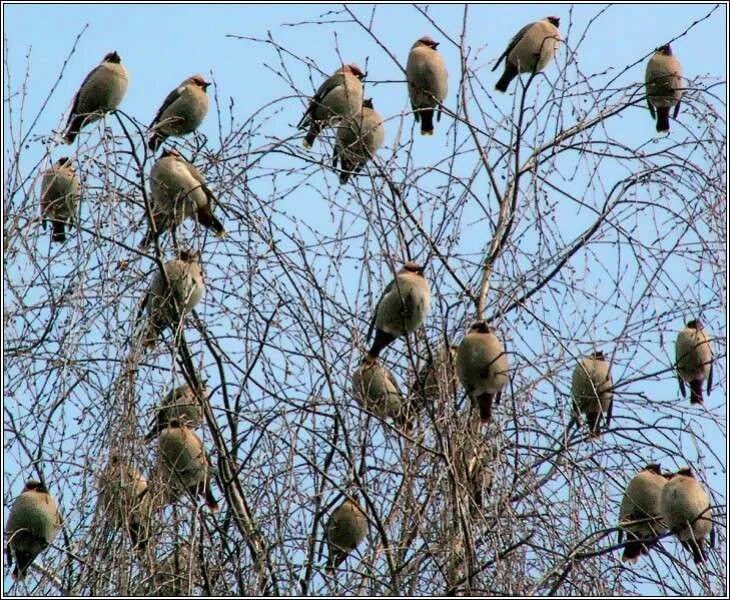 птиц весной появляется. поведение птиц весной. прилетают перелетные птицы. гнезда грачей и ворон. зимние птицы рязанской области.