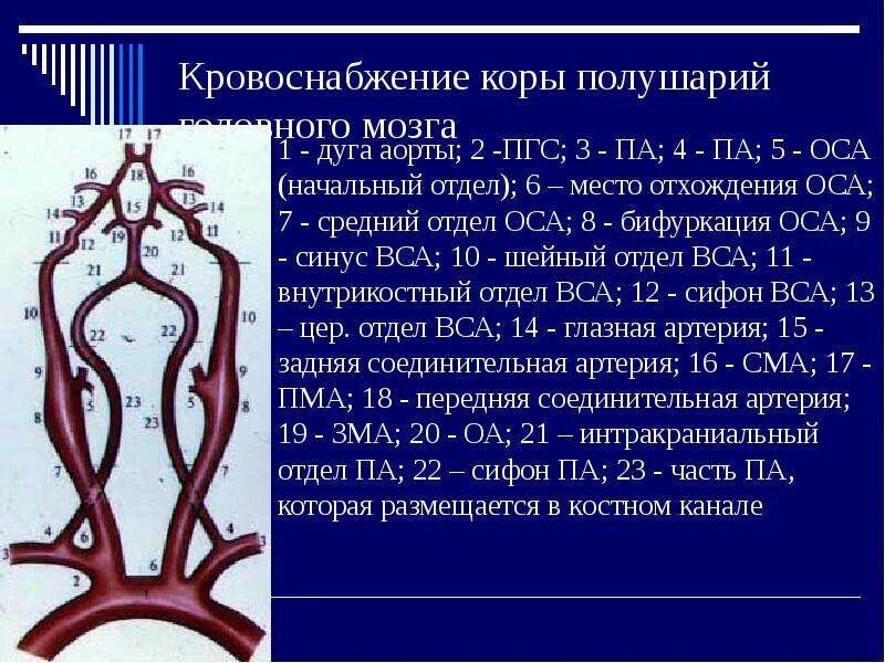 Бифуркация оса справа. Бифуркация сонной артерии. Неспецифический аортоартериит. Брахиоцефальные сосуды атеросклероз. Сонная артерия яремная вена блуждающий нерв.