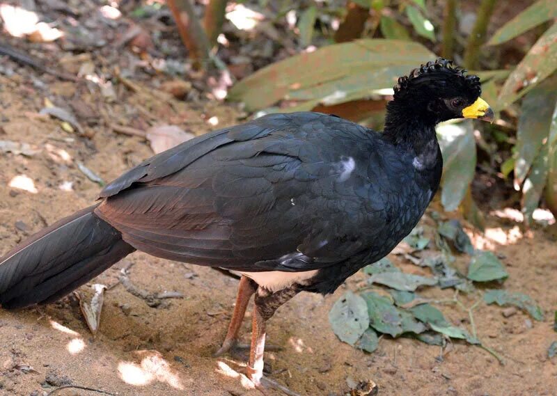 Грауна птица Бразилии. Малайский шерстистошейный Аист. Черная водная птица Бразилии. Птицы Бразилии с названиями.