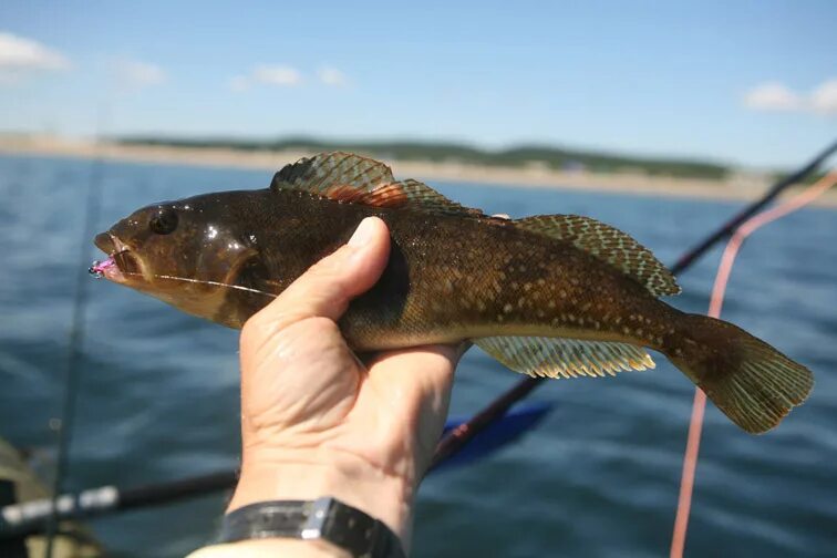 морская рыбалка охотское море. рыба выброшенная на берег моря. рыбы охотского моря. рыбы охотского моря. какая рыба в охотском море.