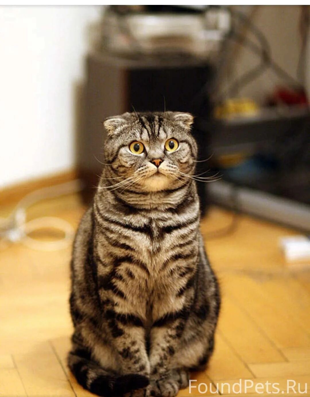 Про котиков лучше