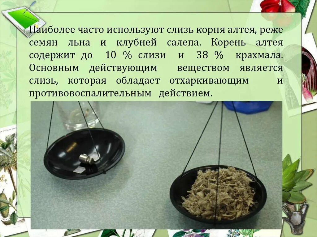 Водное извлечение из корня алтея. Слизь алтейного корня. Технология изготовление настоя из корня Алтея. Отвар корня Алтея.