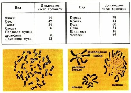 Какое количество клеток у человека
