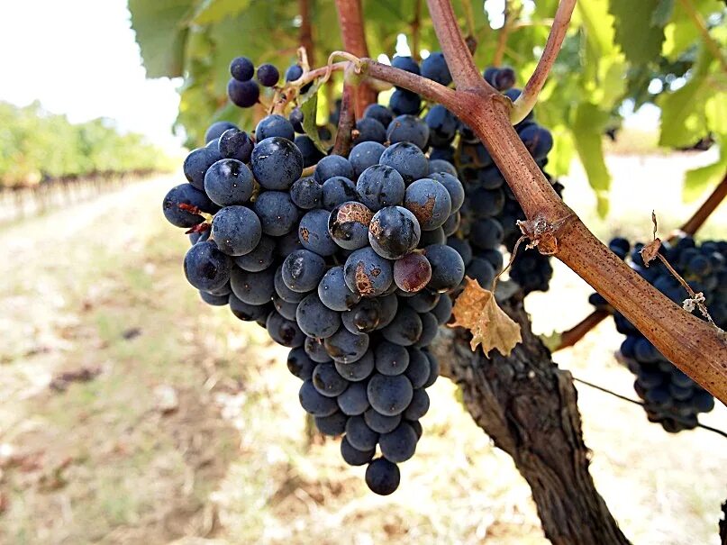 Гарнача сорт винограда. Гарнача сорт винограда. Сорт винограда гарнача и гренаш. Гарнача сорт винограда. Гренаш сорт винограда.