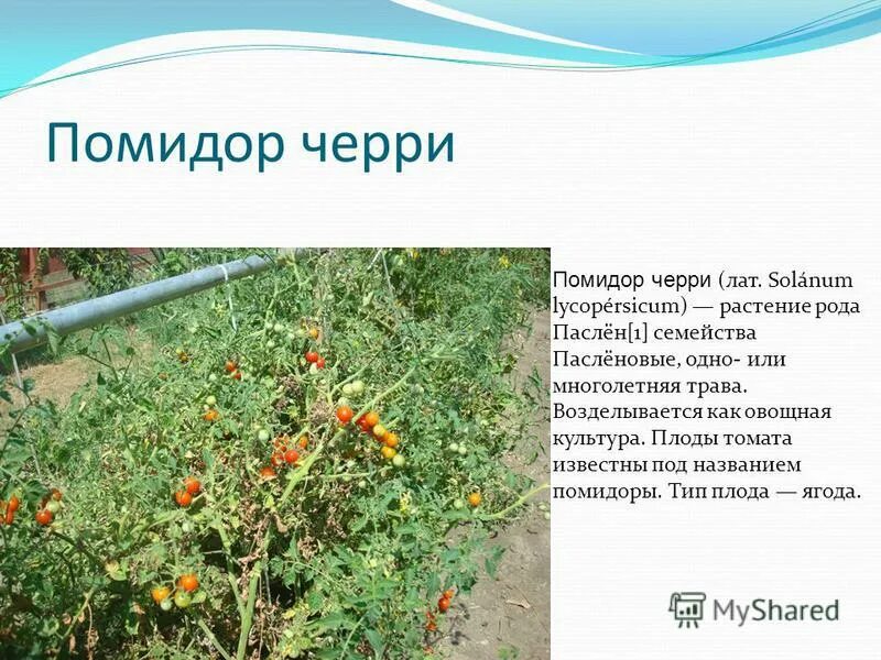 Плод томата ягода. Томат тип плода. Томат тип плода. Плод у растения томат. Плод пасленовых табак.