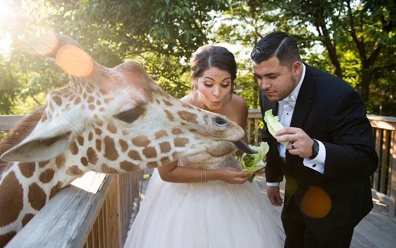 Пара в зоопарке. Семья в зоопарке. Фотосессия свадебная в зоопарке. Московский зоопарк тигр. Фотосессия в зоопарке.