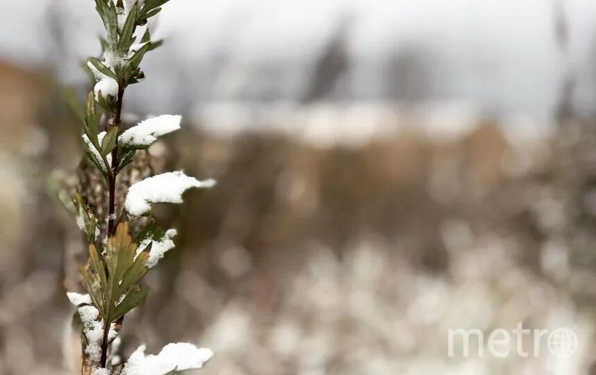 Free Images : tree, nature, branch, snow, winter, structure, plant, white, field