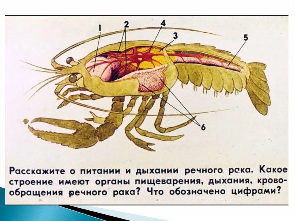 Как дышат раки. Внутреннее строение ракообразных. Дыхательная система ракообразных. Жабры ракообразных. Внутренне строение ракообразных.