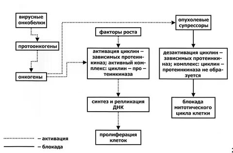 Вирусный канцерогенез
