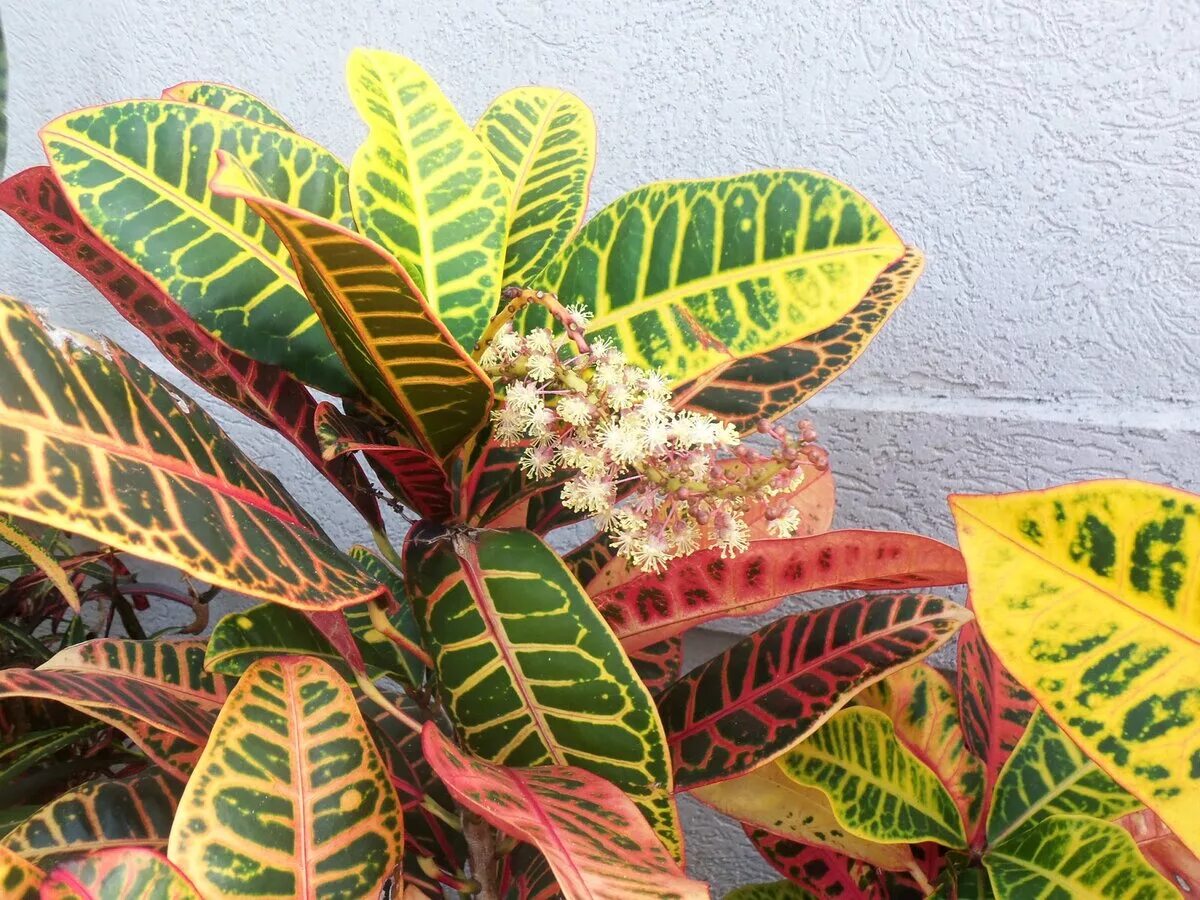 Каладиум кротон. Кодиеум кротон пальма. Комнатные цветы с цветными листьями. Кротон нервия. Комнатные цветы с цветными листьями.