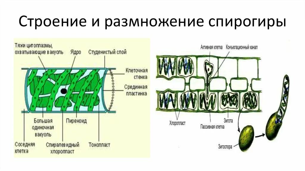 Каковы особенности строения спирогиры кратко. Каковы особенности строения спирогиры кратко
