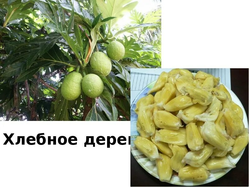 Артокарпус хлебное дерево. Хлебное дерево джекфрут. Артокарпус хлебное дерево. Хлебное дерево. Фрукты вьетнам джекфрут.