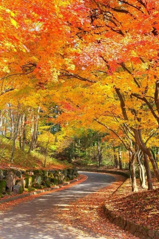 Природа осень. Асёл красивый. Краски осени. Красивые деревья осенью. Разноцветная осень.