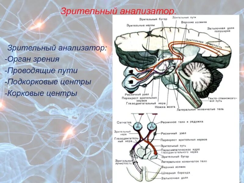 Является зрительным центром. Является зрительным центром