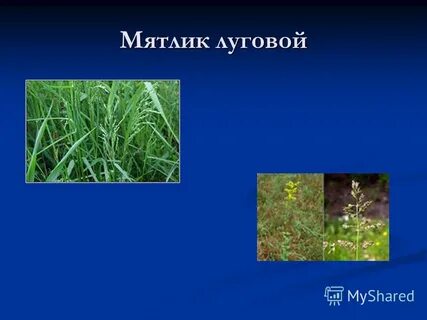 Систематическое положение мятлика