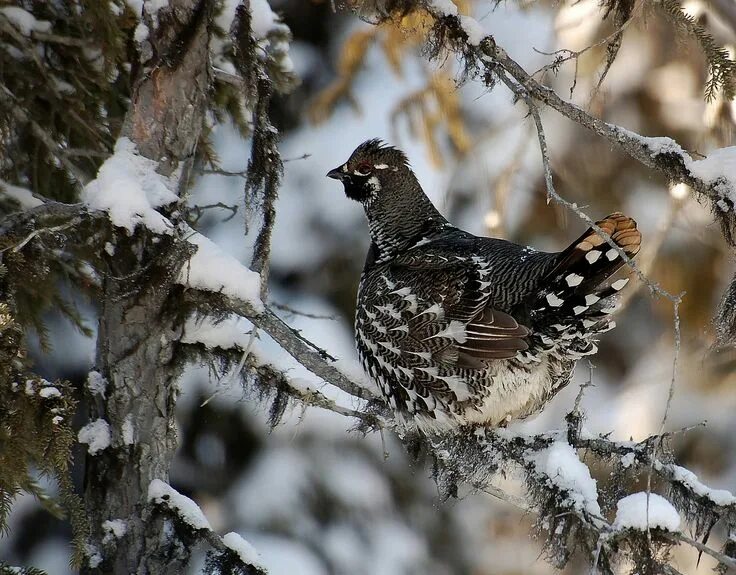Какие птицы ночуют зарывшись в снег. Тетерев-Косач зимой. Тетерев-Косач на Березе. Тетерев Косач на дереве. Тетерев-Косач в снегу.