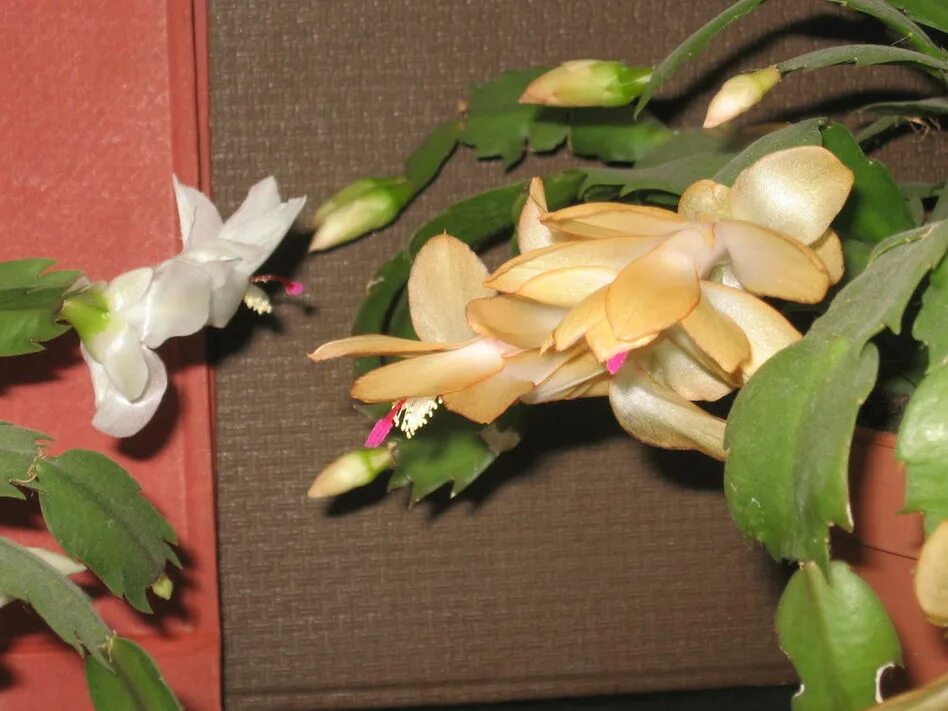 сиреневый зигокактус. шлюмбергера махровая. зигокактус (декабрист) бегония. какие бывают декабристы. зигокактус корни.