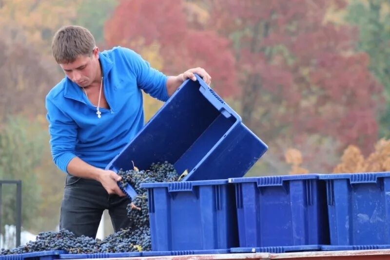 Истина в вине фильм 1999. Истина в вине фильм. Истина в вине 2015. Истина в вине 2015. Истина в вине сериал кадры.