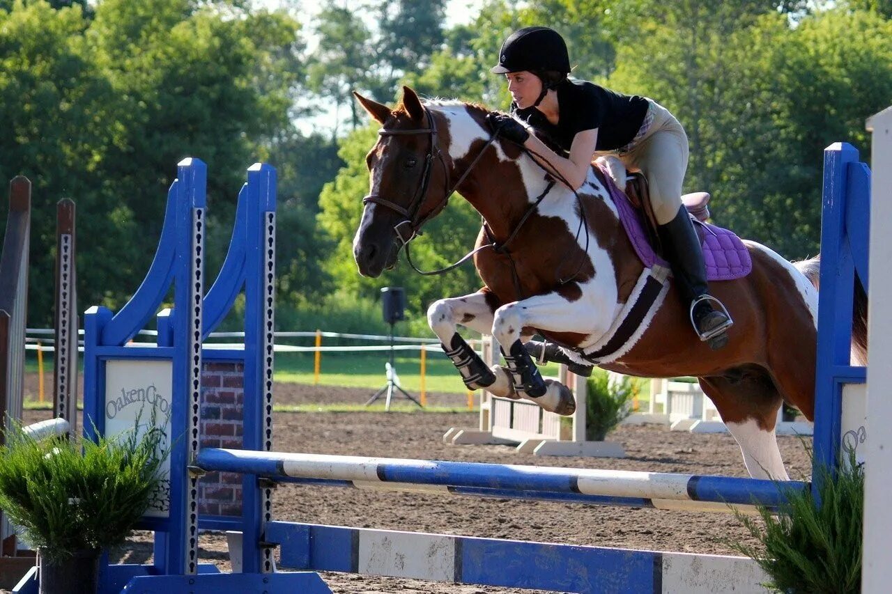 Horse sport. Конкур конный спорт. Лошади. Конкур. Конный спорт..