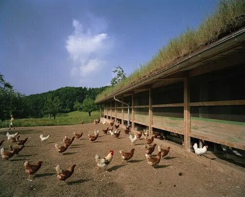 How To Build A Backyard Chicken Coop Homesteading Chicken coop designs, Chicken 
