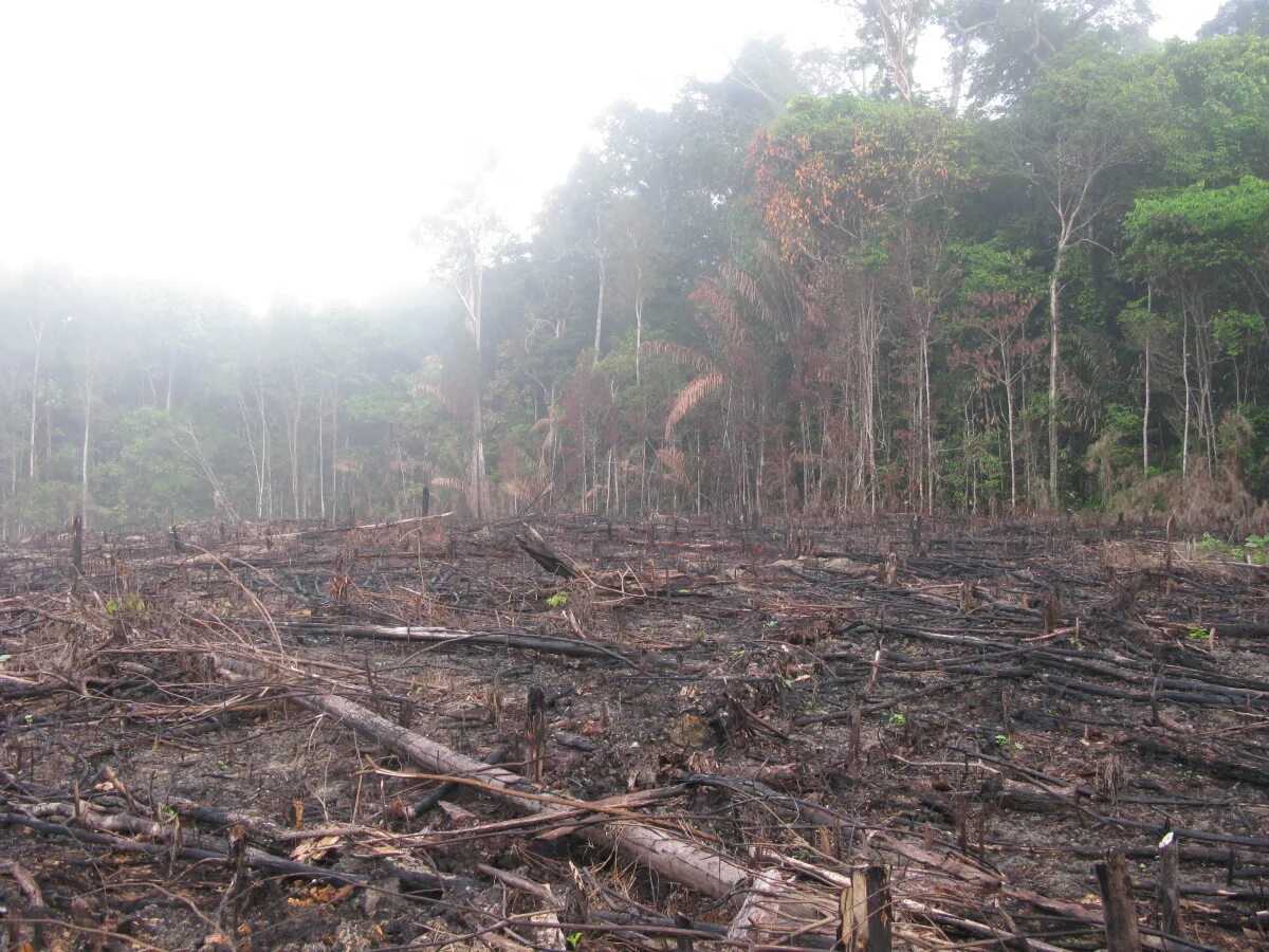 Destroy wildlife. Долина Мехико обезлесение. Обезлесение Амазонка. Forest Destruction. Habitat Destruction.