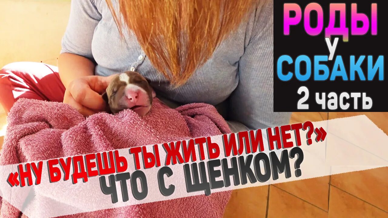 Щенок не дышит. Щенок не дышит