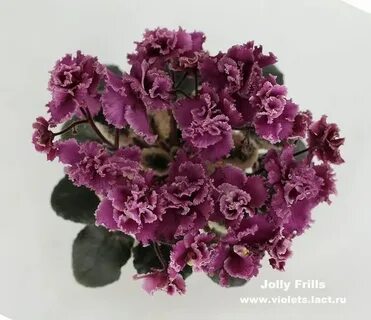 Jolly frills фиалка
