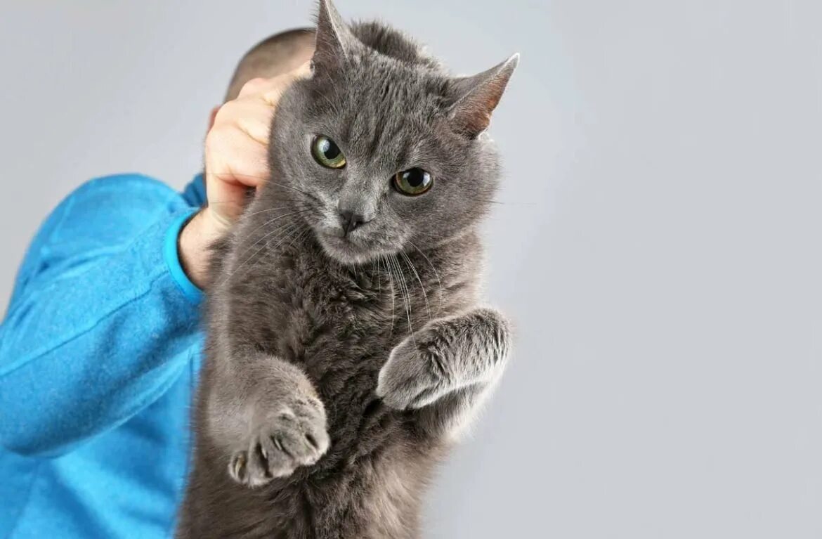Получить кота. Кота за шкирку. кота держат за шкирку. кота за холку. кошку подняли за шкирку.