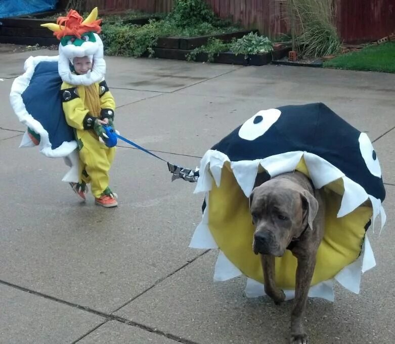 Костюм собаки. Смешные собачьи костюмы. Костюм для собаки на Хэллоуин. Животные в смешных костюмах.