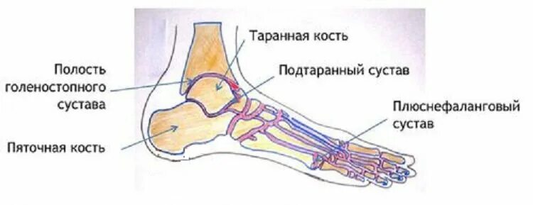 Подтаранный сустав и таранно-пяточный сустав. Таранно-пяточно-ладьевидный сустав анатомия. Голеностопный сустав подтаранный сустав. Таранная кость стопы строение.